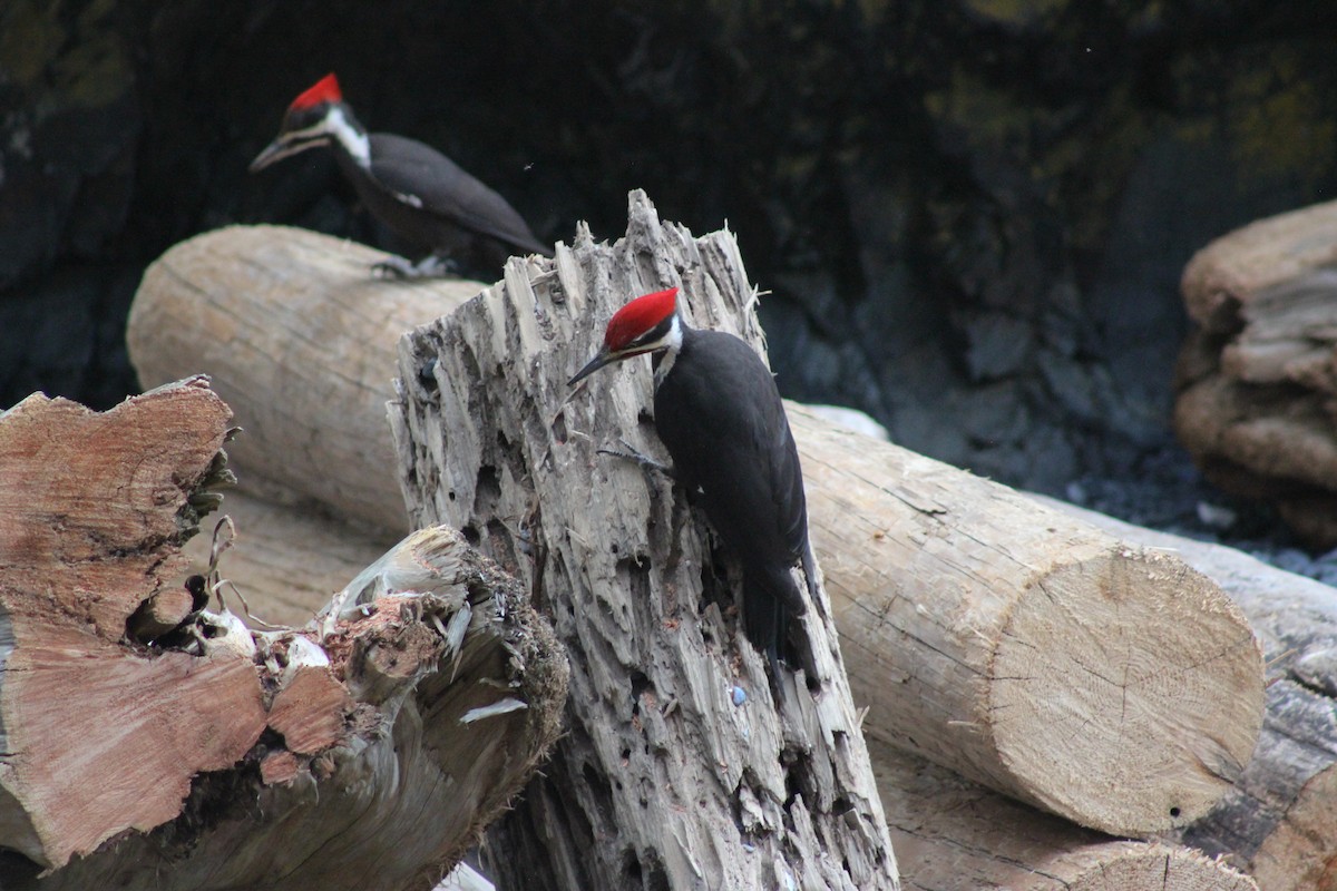 Pileated Woodpecker - ML634211228