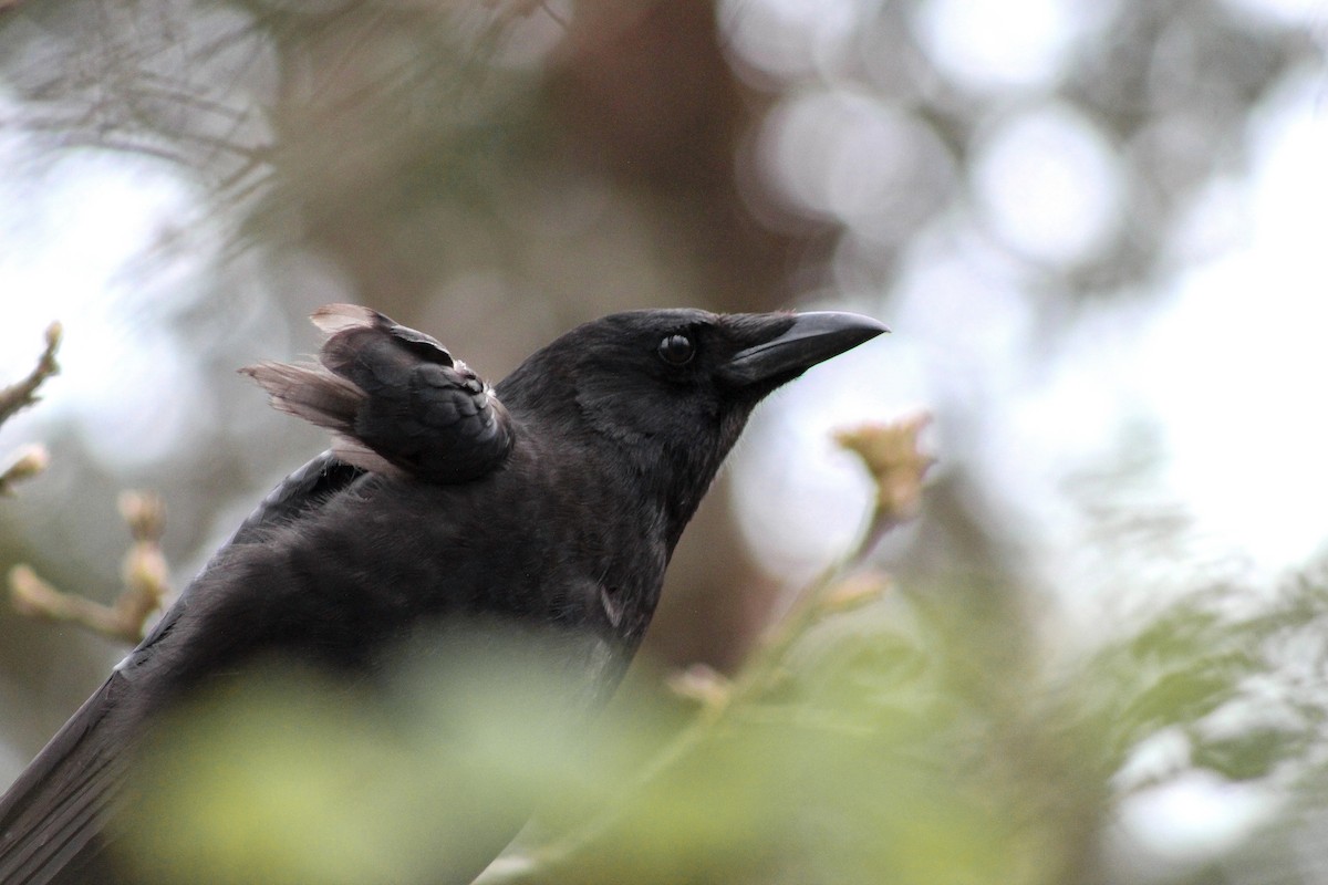 American Crow - ML634211240