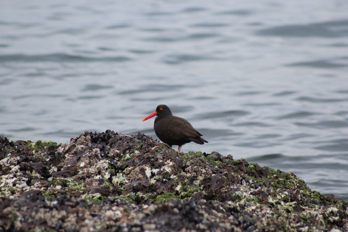 Black Oystercatcher - ML634211256