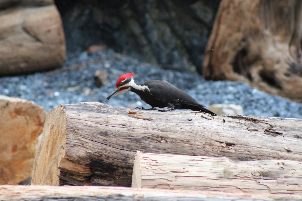 Pileated Woodpecker - ML634211270