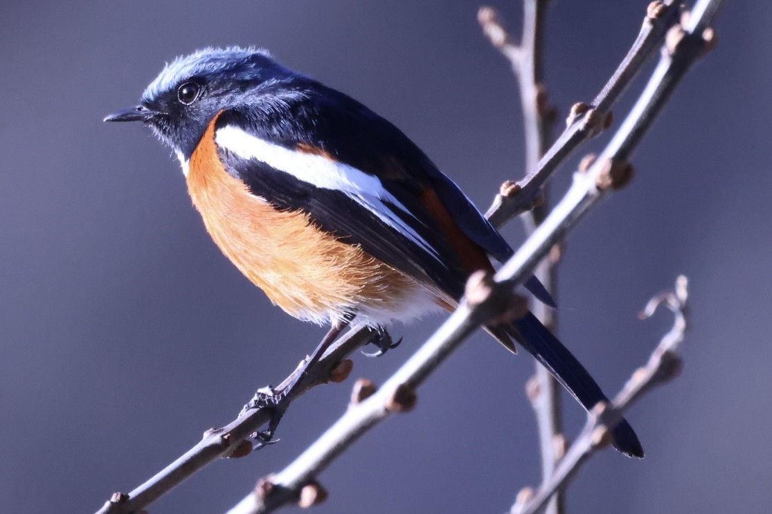 White-throated Redstart - ML634211556