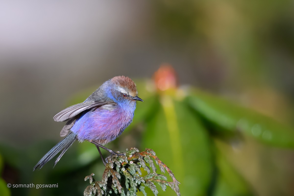 White-browed Tit-Warbler - ML634211687