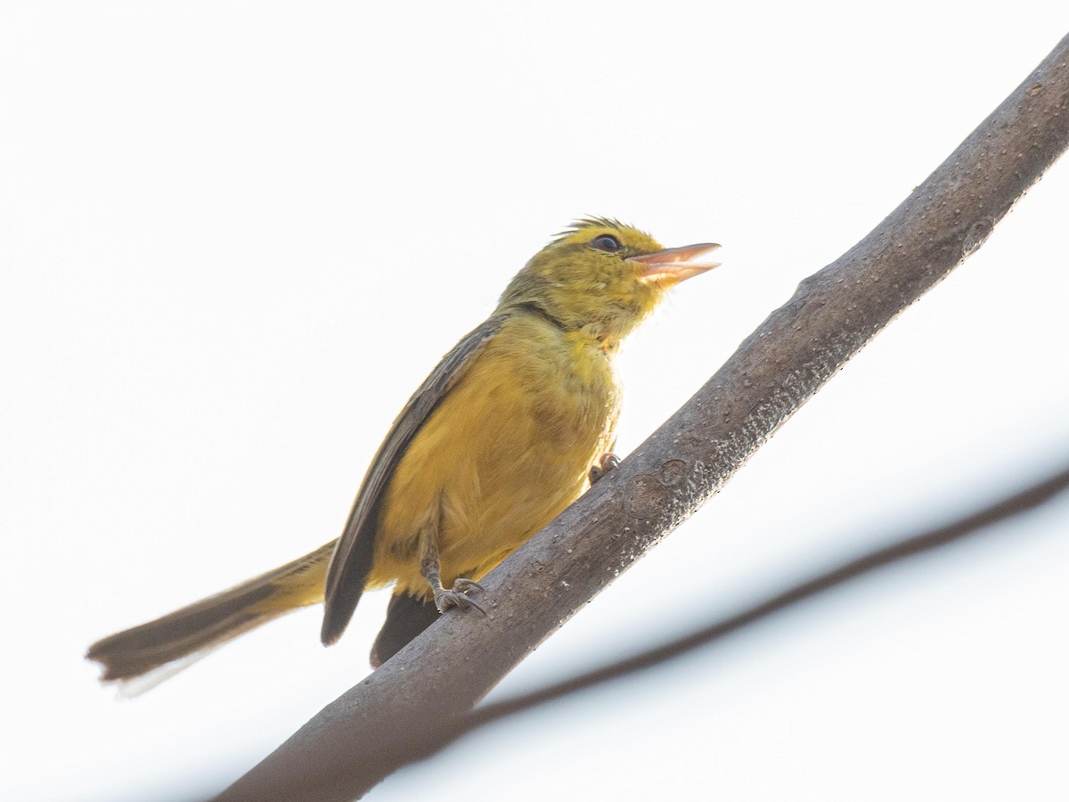 Golden Vireo - ML634211784