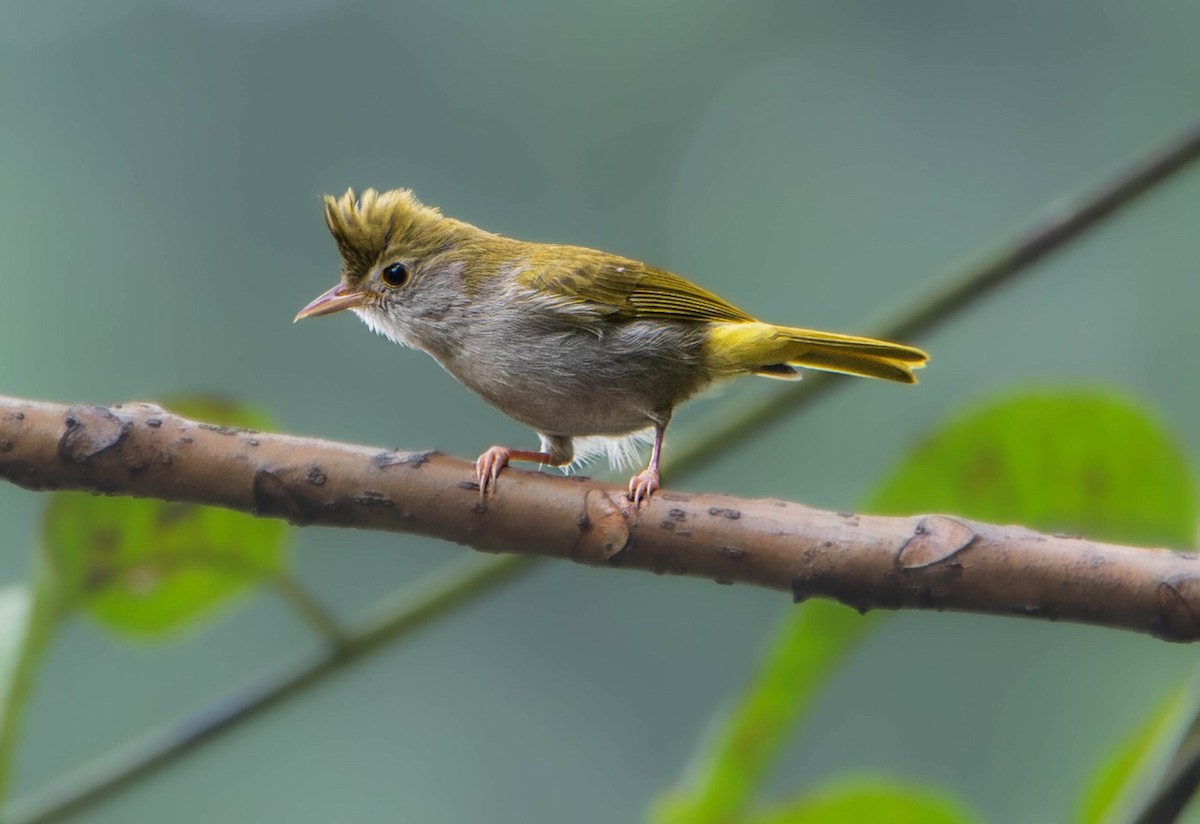 White-bellied Erpornis - ML634211828