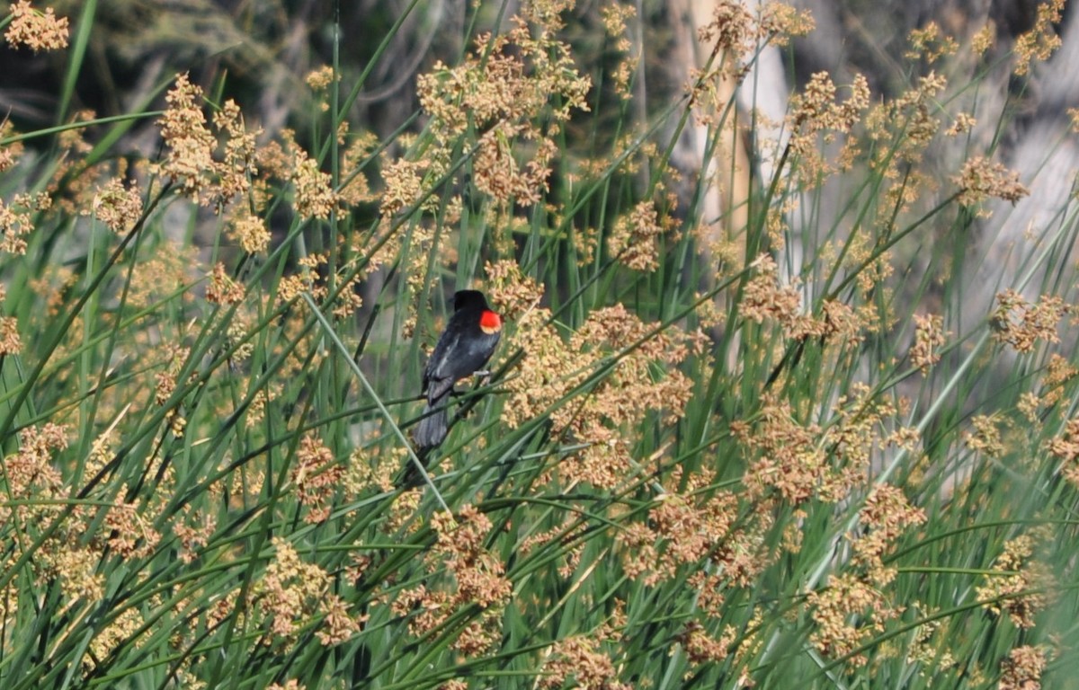 Red-winged Blackbird - ML634211831