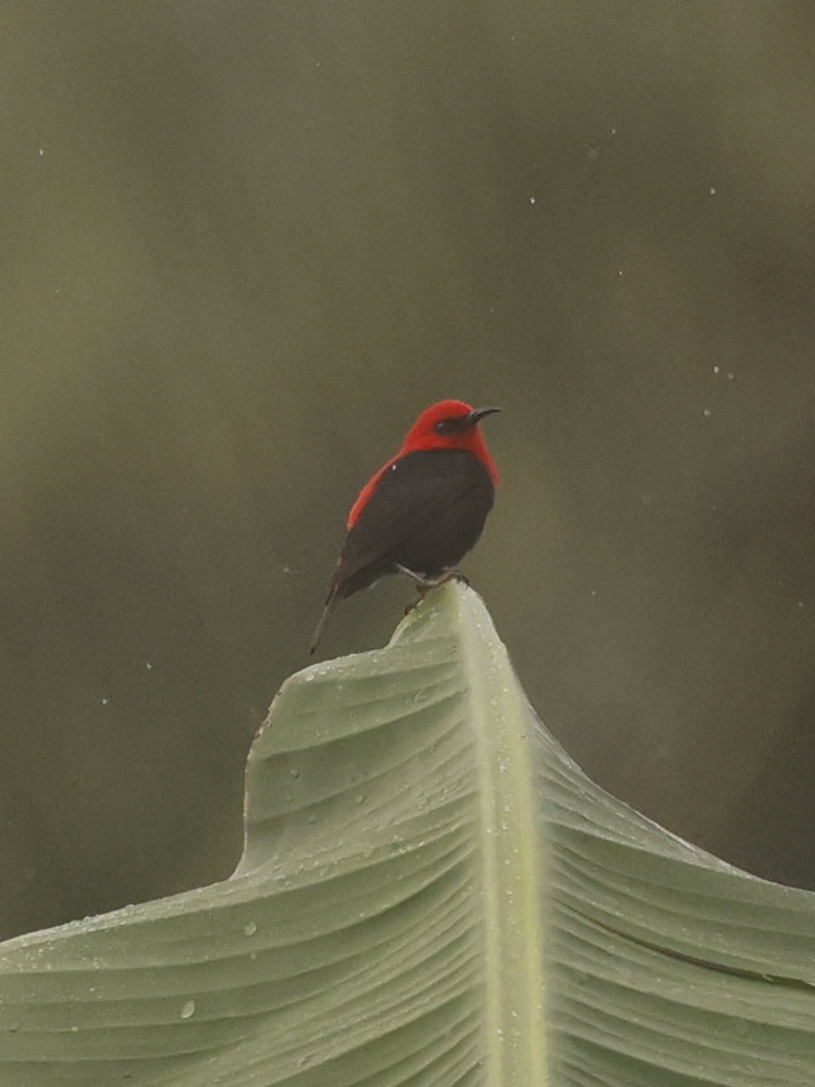 Myzomèle cardinal - ML634211895