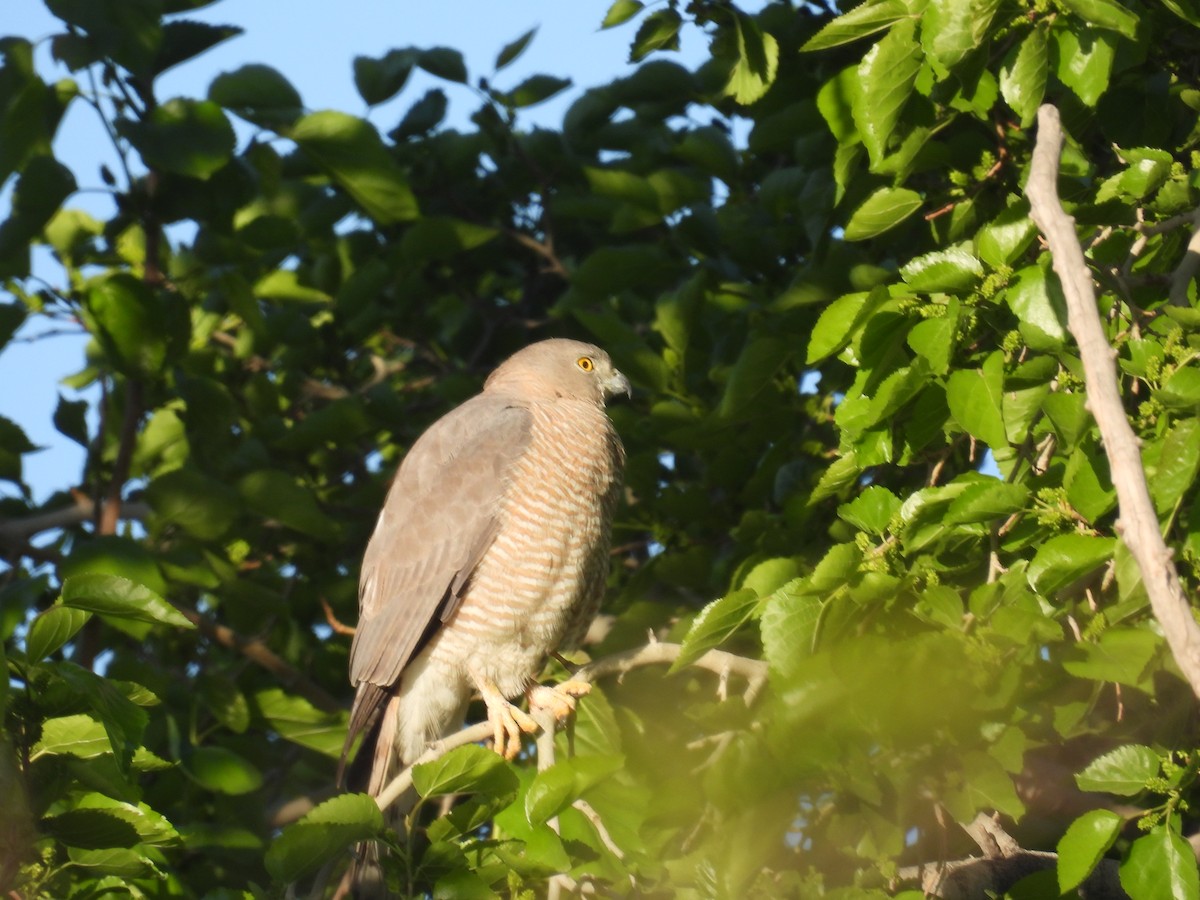 Shikra - ML634211910