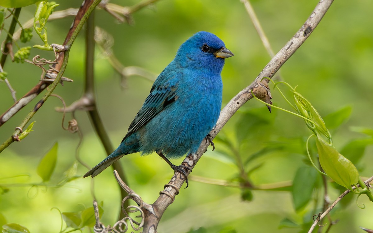 Indigo Bunting - ML634211919