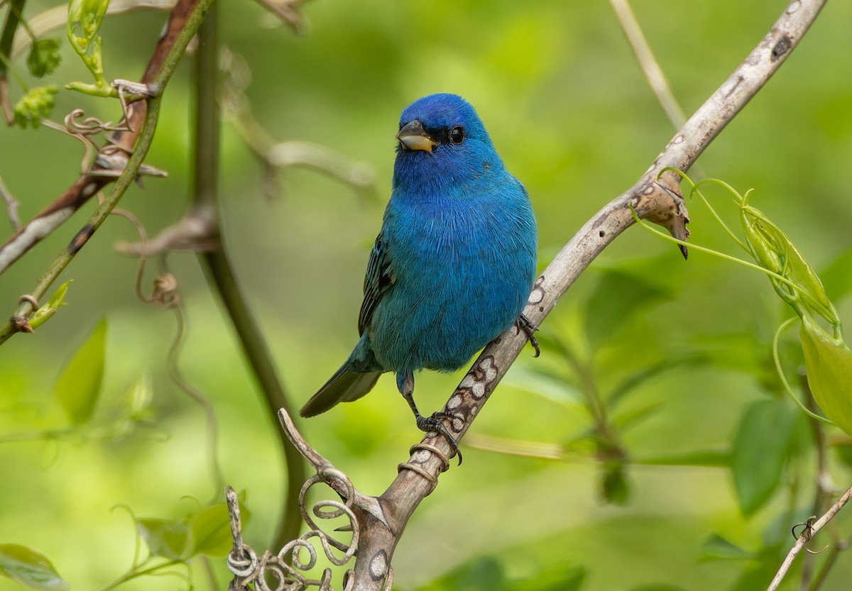 Indigo Bunting - ML634211920