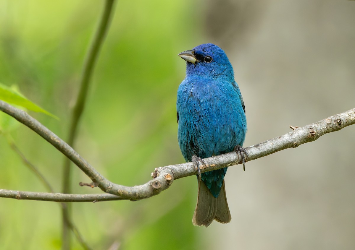 Indigo Bunting - ML634211924