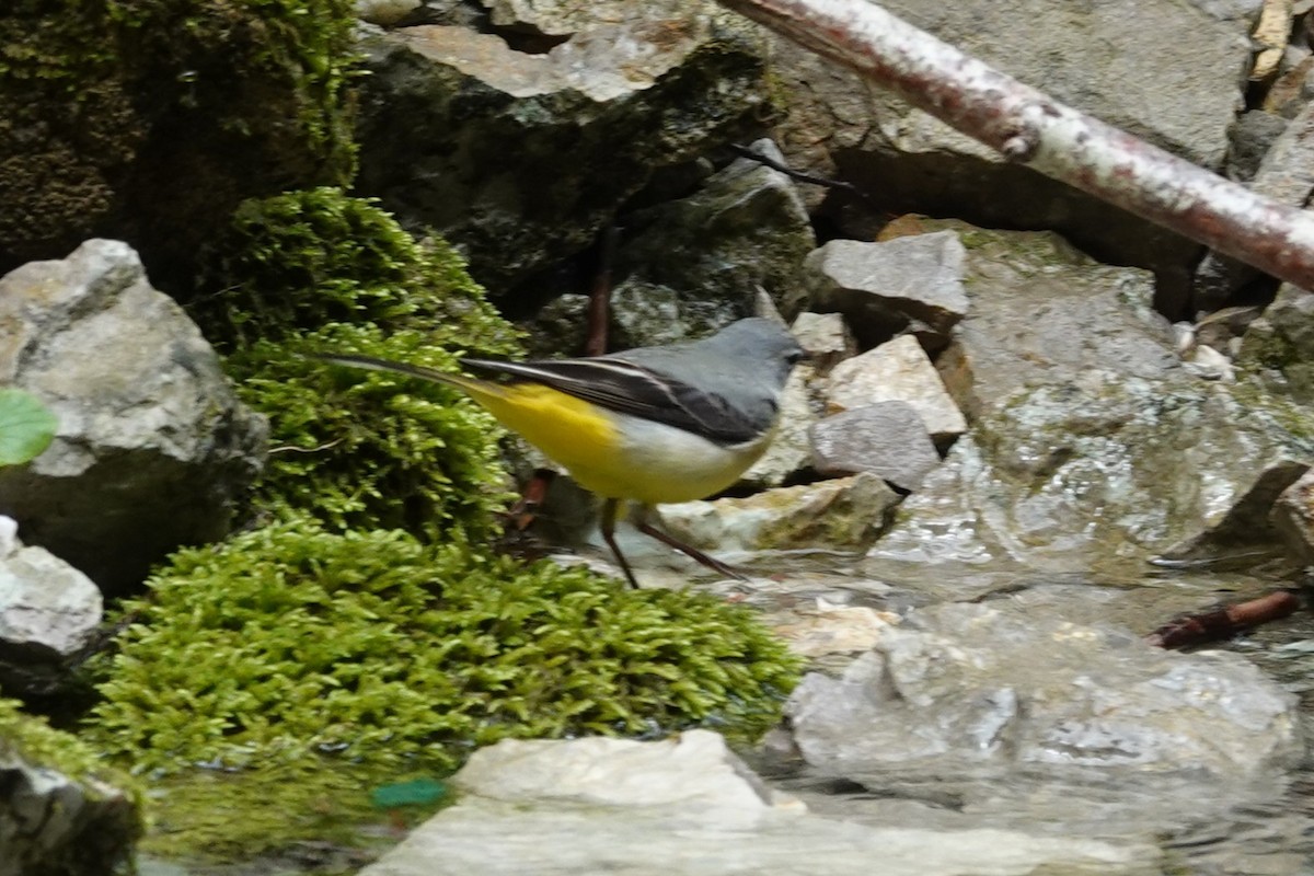 Bergeronnette des ruisseaux - ML634212015