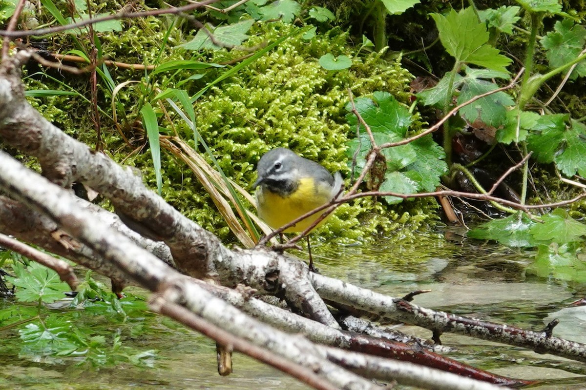 Bergeronnette des ruisseaux - ML634212016