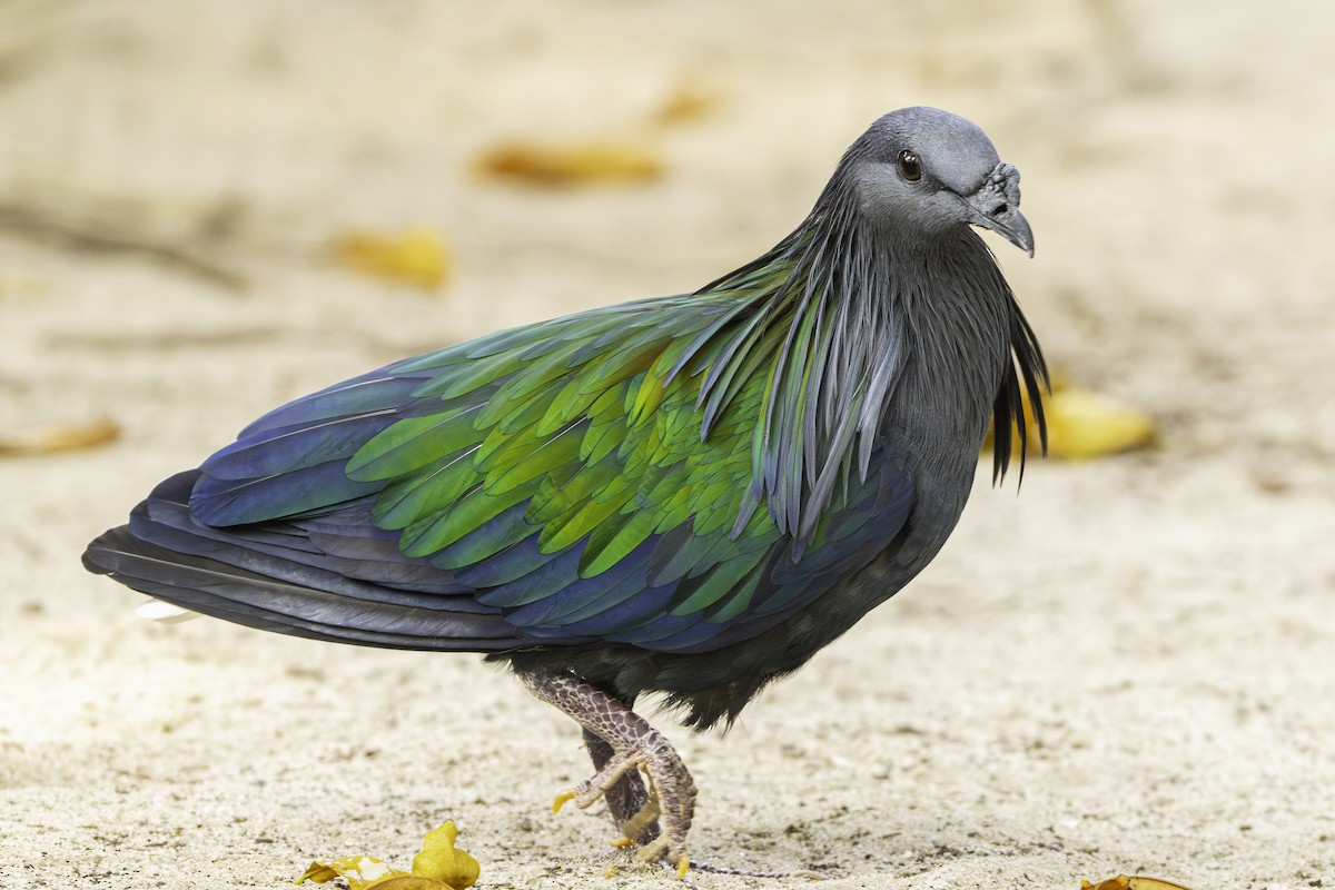 Nicobar Pigeon - ML634212040
