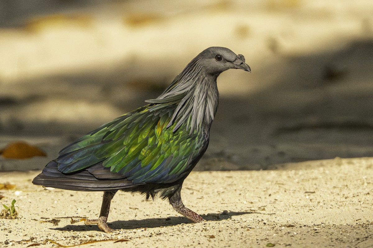 Nicobar Pigeon - ML634212044