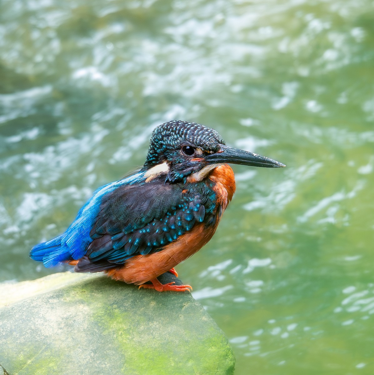 Blyth's Kingfisher - ML634212579