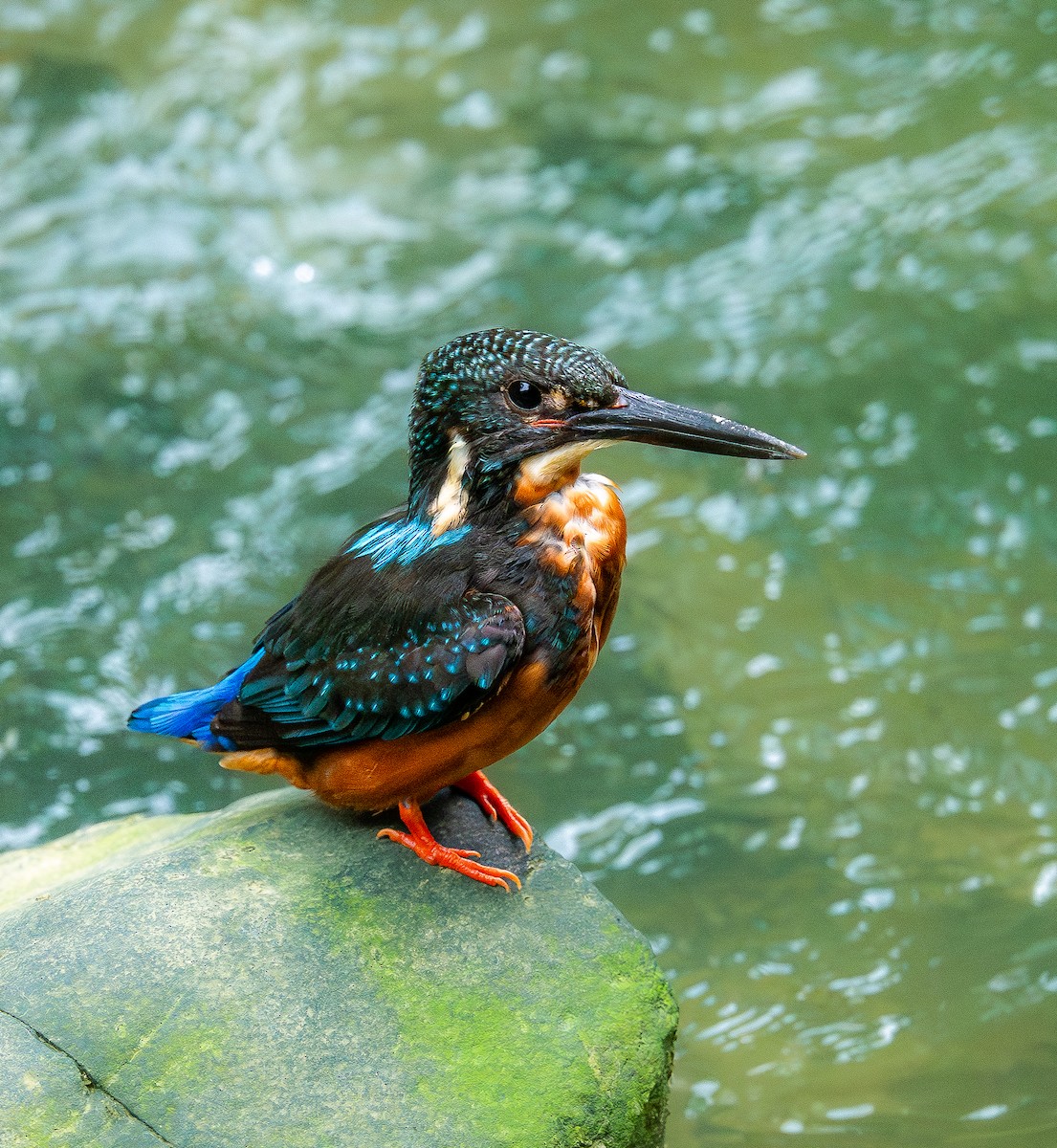Blyth's Kingfisher - ML634212580
