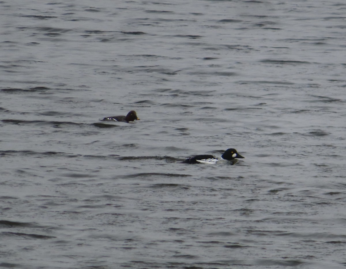 Common Goldeneye - Violet Kosack