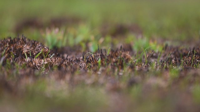 Smith's Longspur - ML634212713