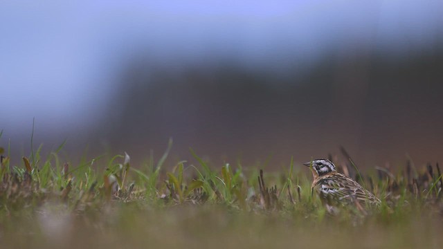 Smith's Longspur - ML634212771