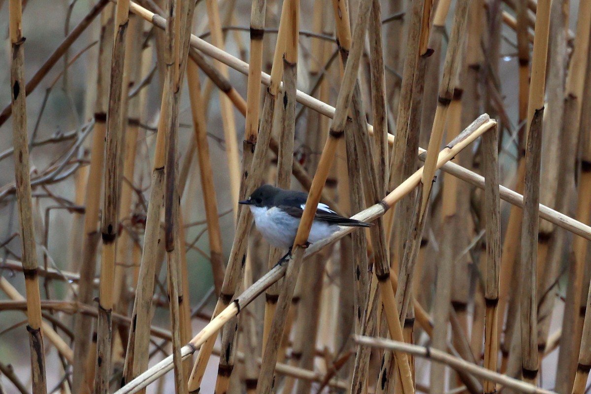 חטפית שחורת-עורף - ML634212789