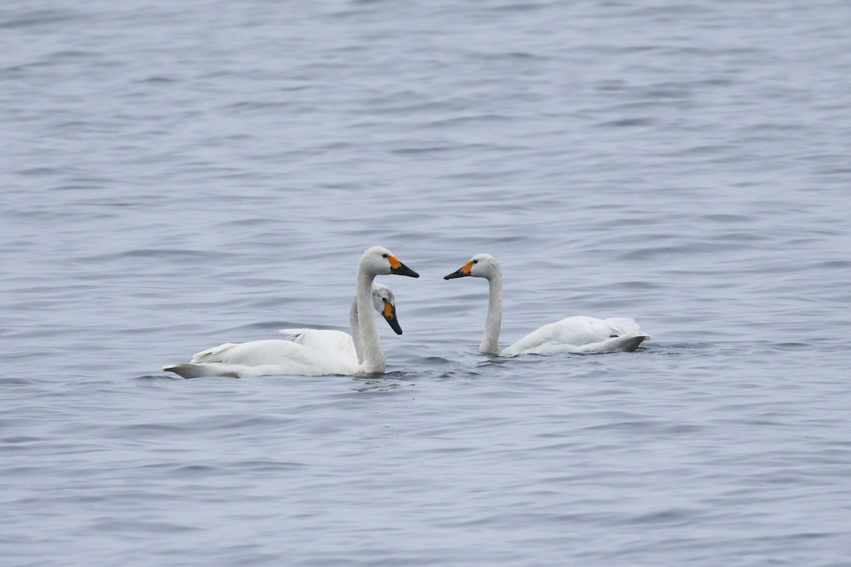 ברבור קטן - ML634212793