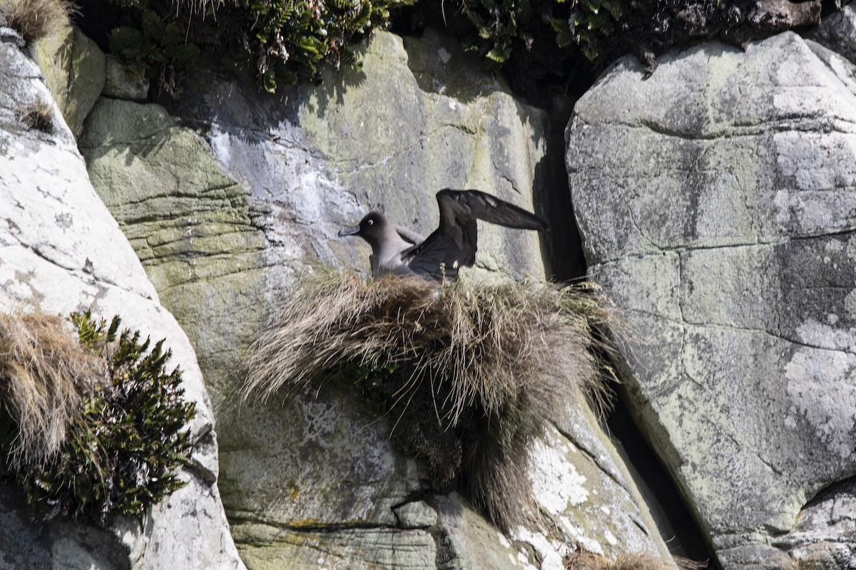 Light-mantled Albatross - ML634212825