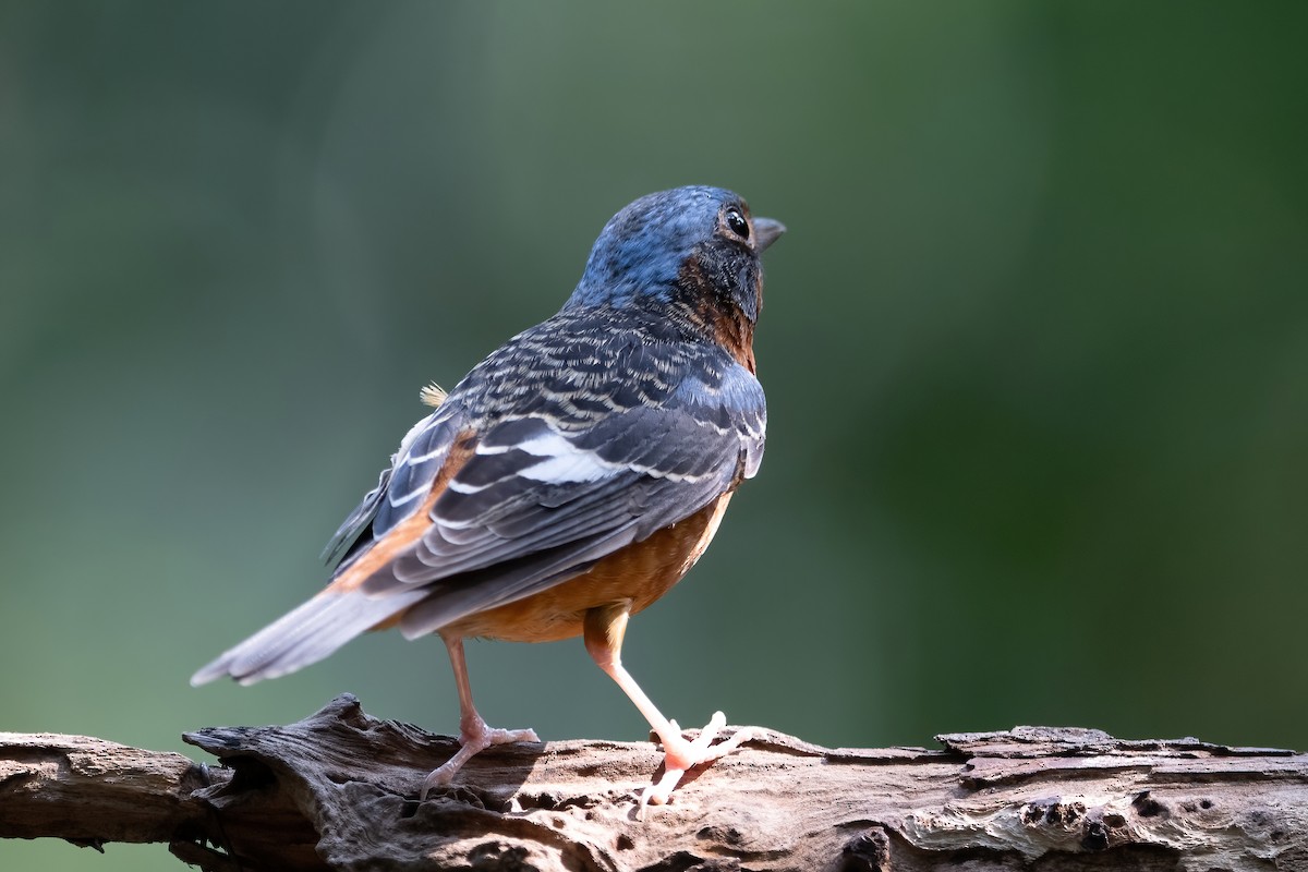 White-throated Rock-Thrush - ML634212852