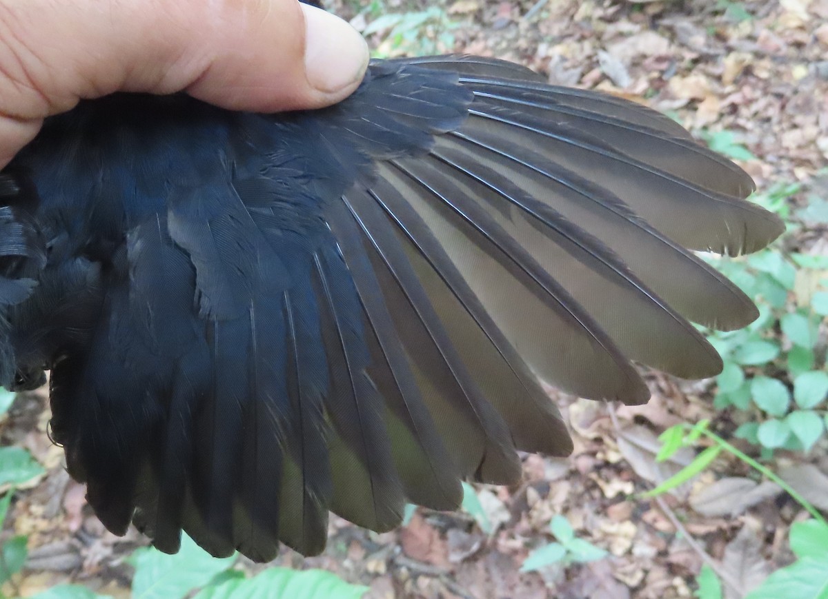 Sharpedrongo (Nigerdrongo) - ML634212878