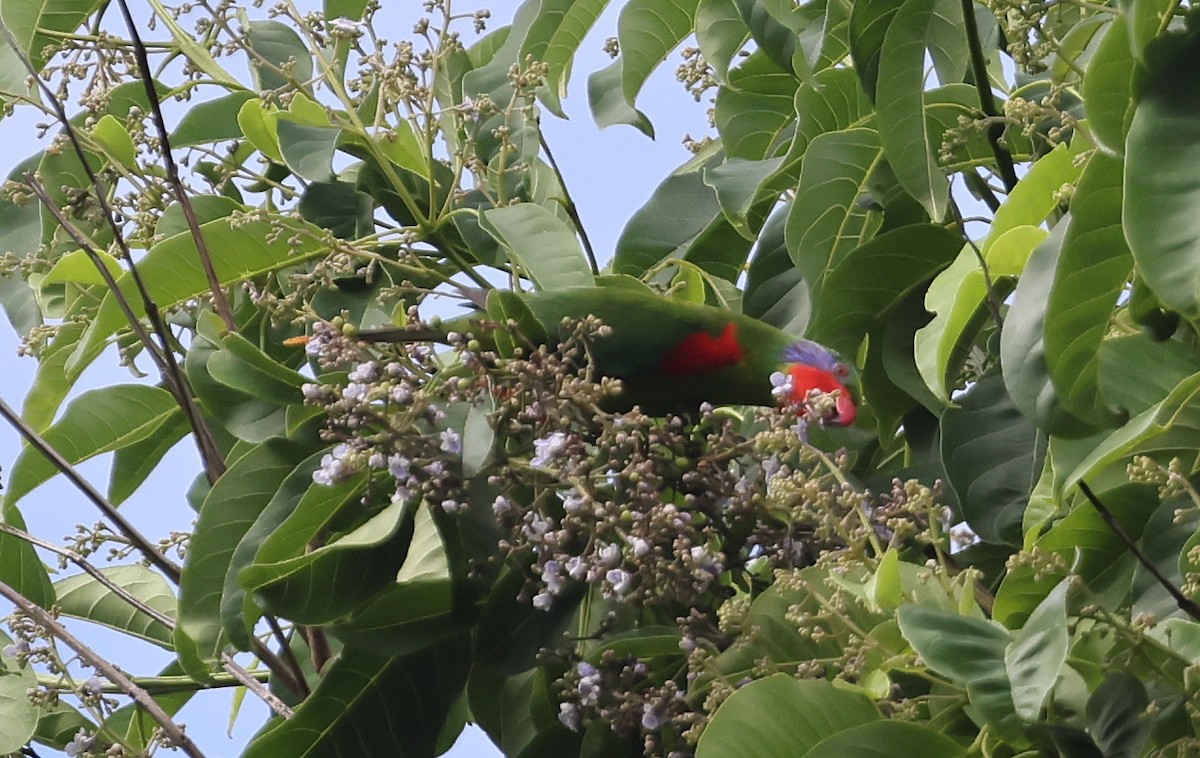 Red-flanked Lorikeet - ML634212882