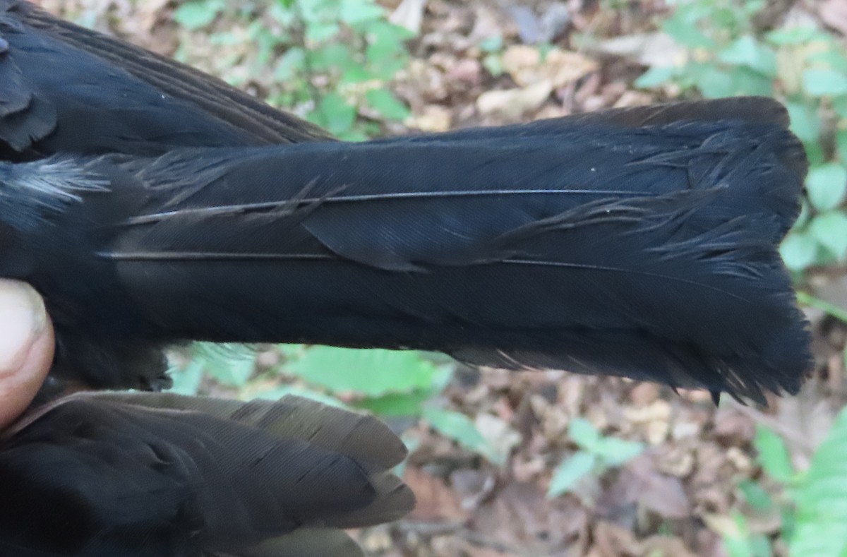 Sharpedrongo (Nigerdrongo) - ML634212886