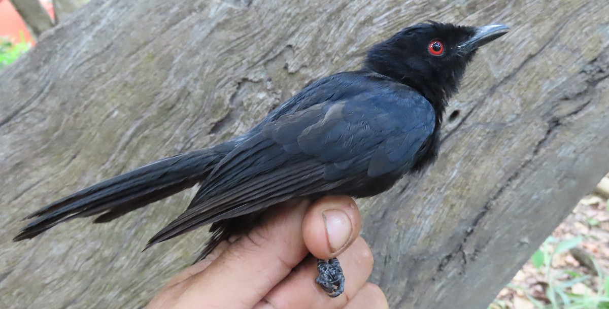 Sharpedrongo (Nigerdrongo) - ML634212887