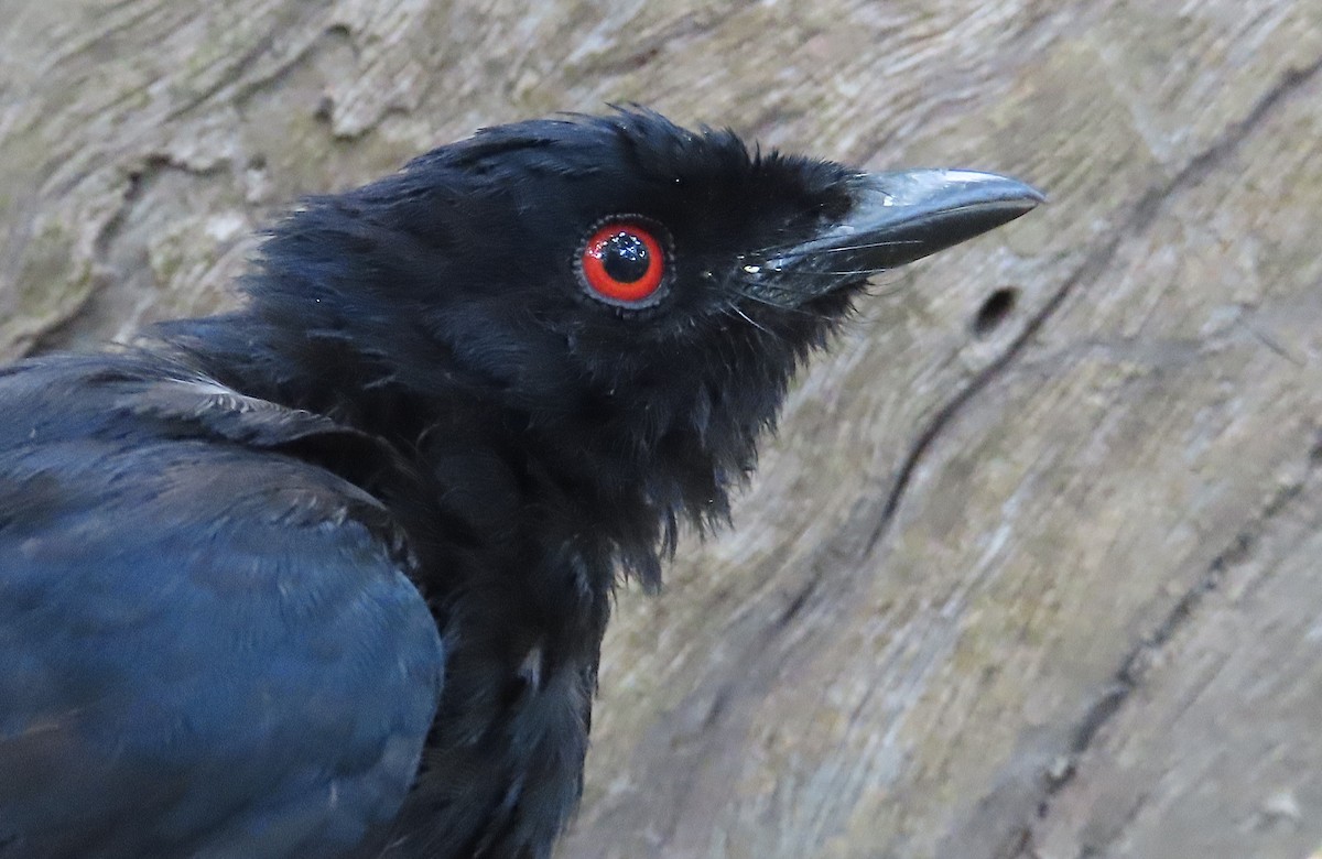 Sharpedrongo (Nigerdrongo) - ML634212888