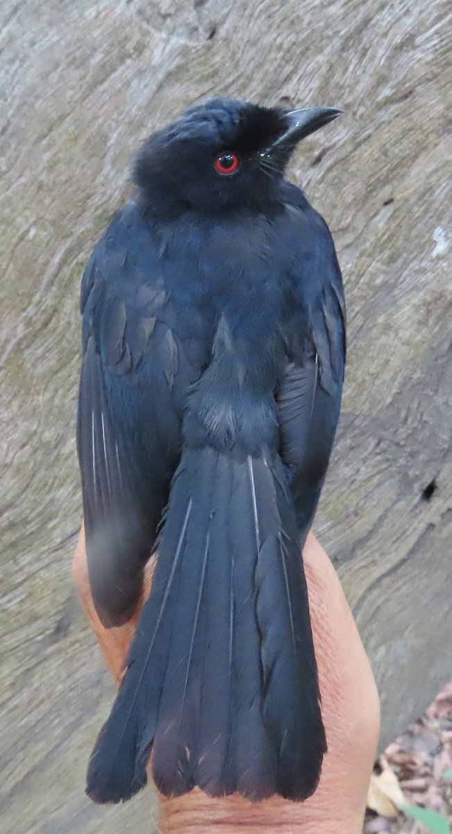 Sharpedrongo (Nigerdrongo) - ML634212894