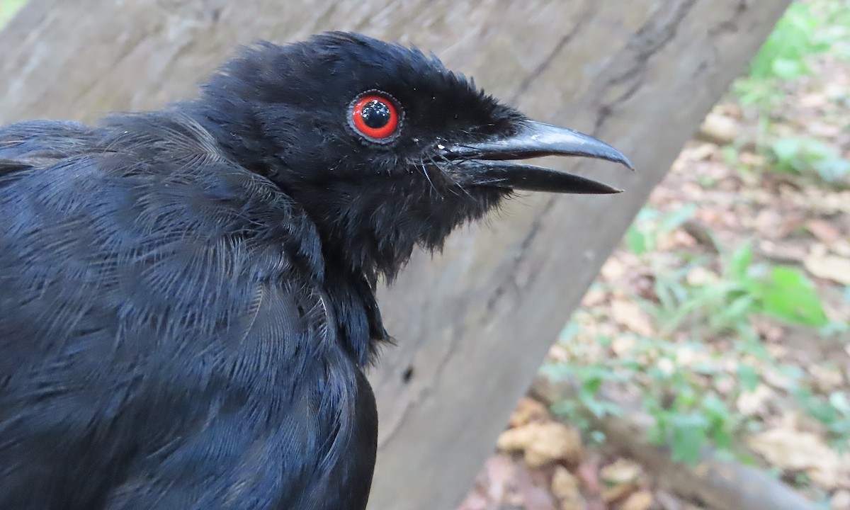 Sharpedrongo (Nigerdrongo) - ML634212897