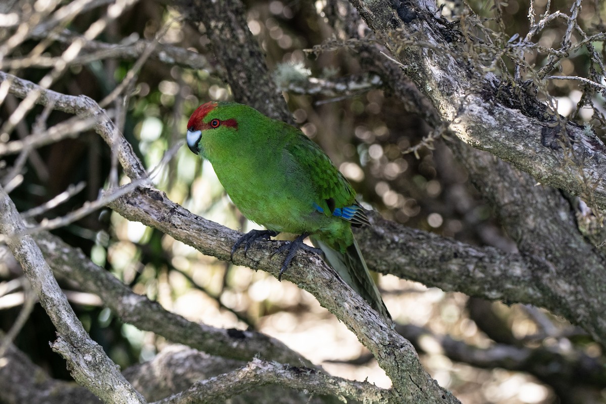 Red-crowned Parakeet - ML634212932