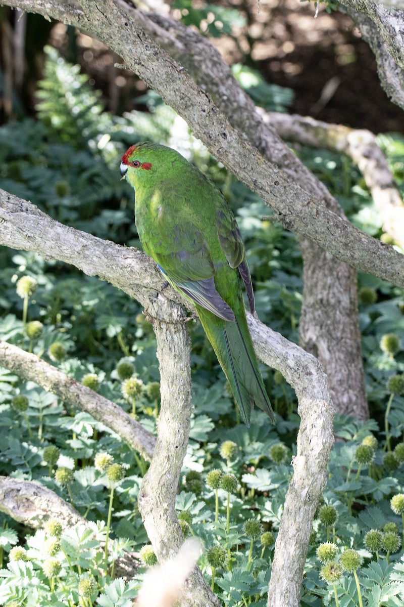 Red-crowned Parakeet - ML634212934