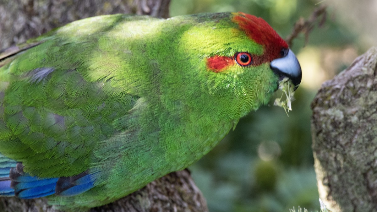 Red-crowned Parakeet - ML634212936