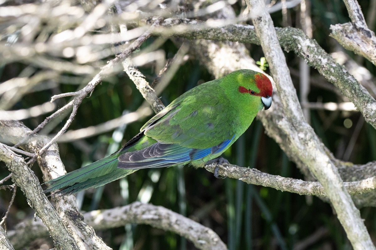Red-crowned Parakeet - ML634212940