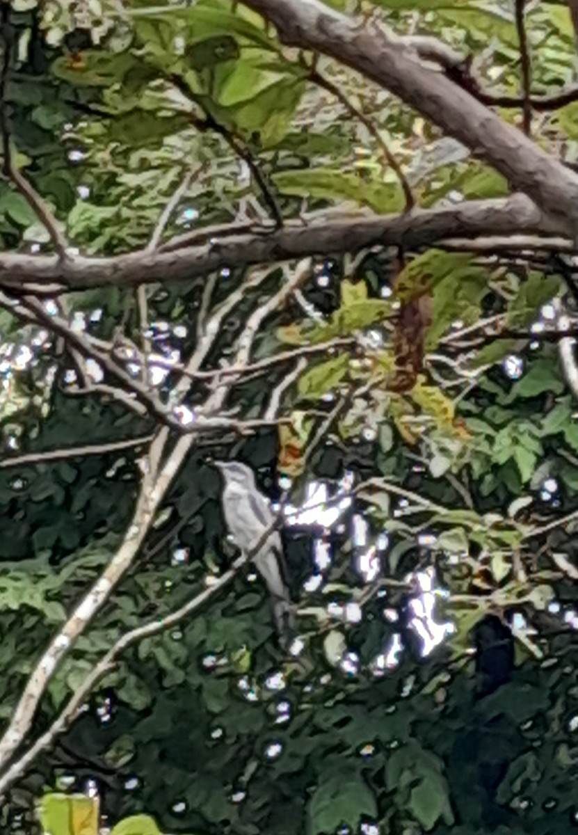 Indian Cuckooshrike - ML634213038