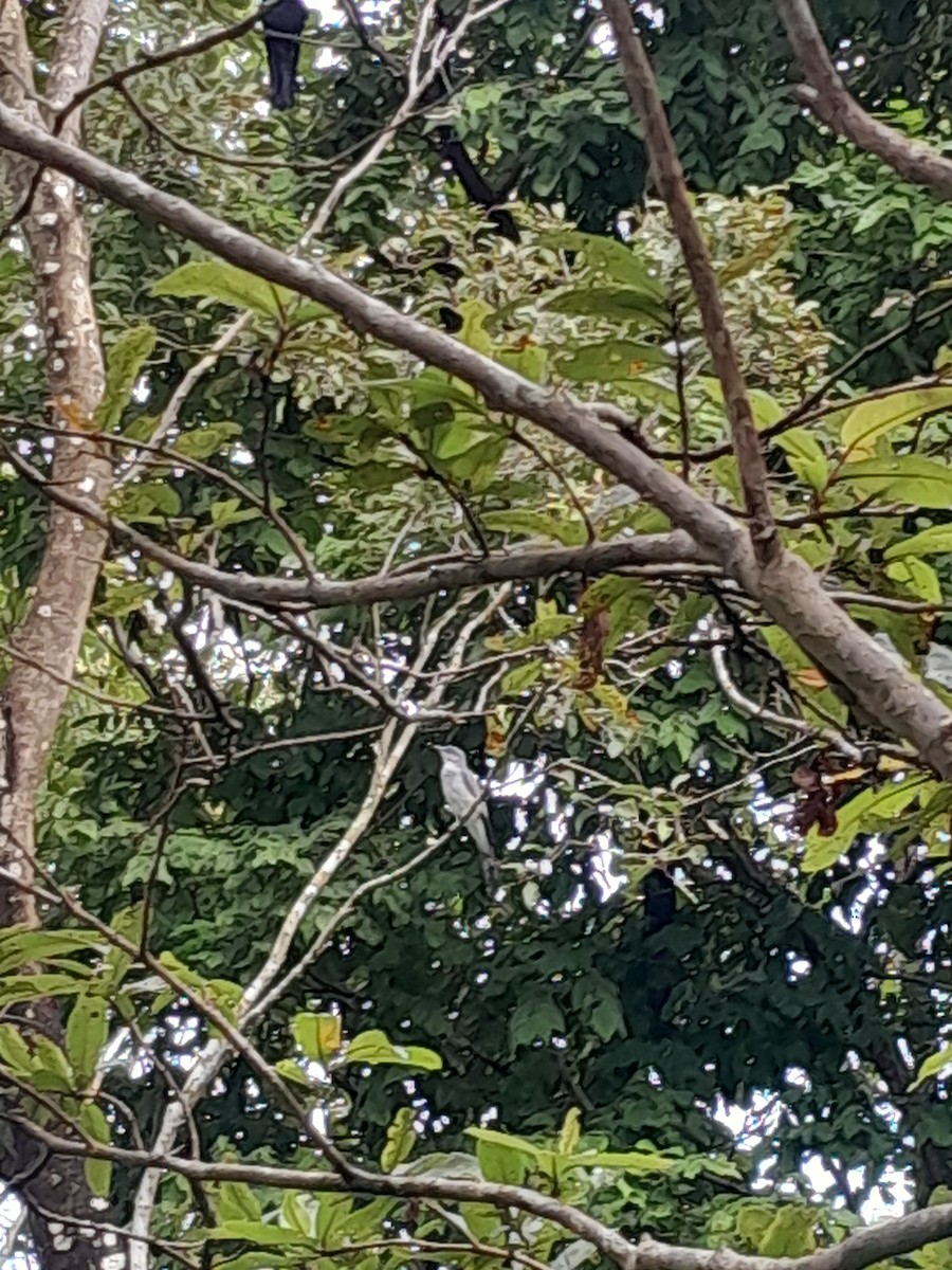 Indian Cuckooshrike - ML634213043