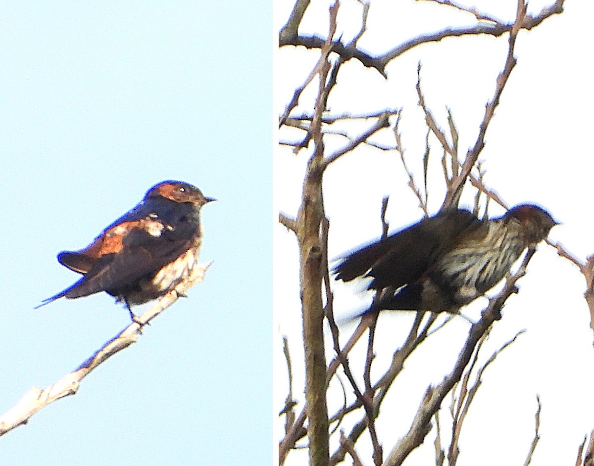 Eastern Red-rumped Swallow (Striated) - ML634213053