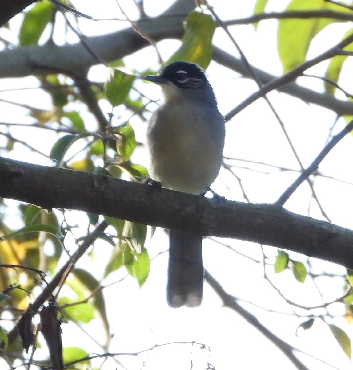 Black-headed Sibia (Lang Bian) - ML634213100