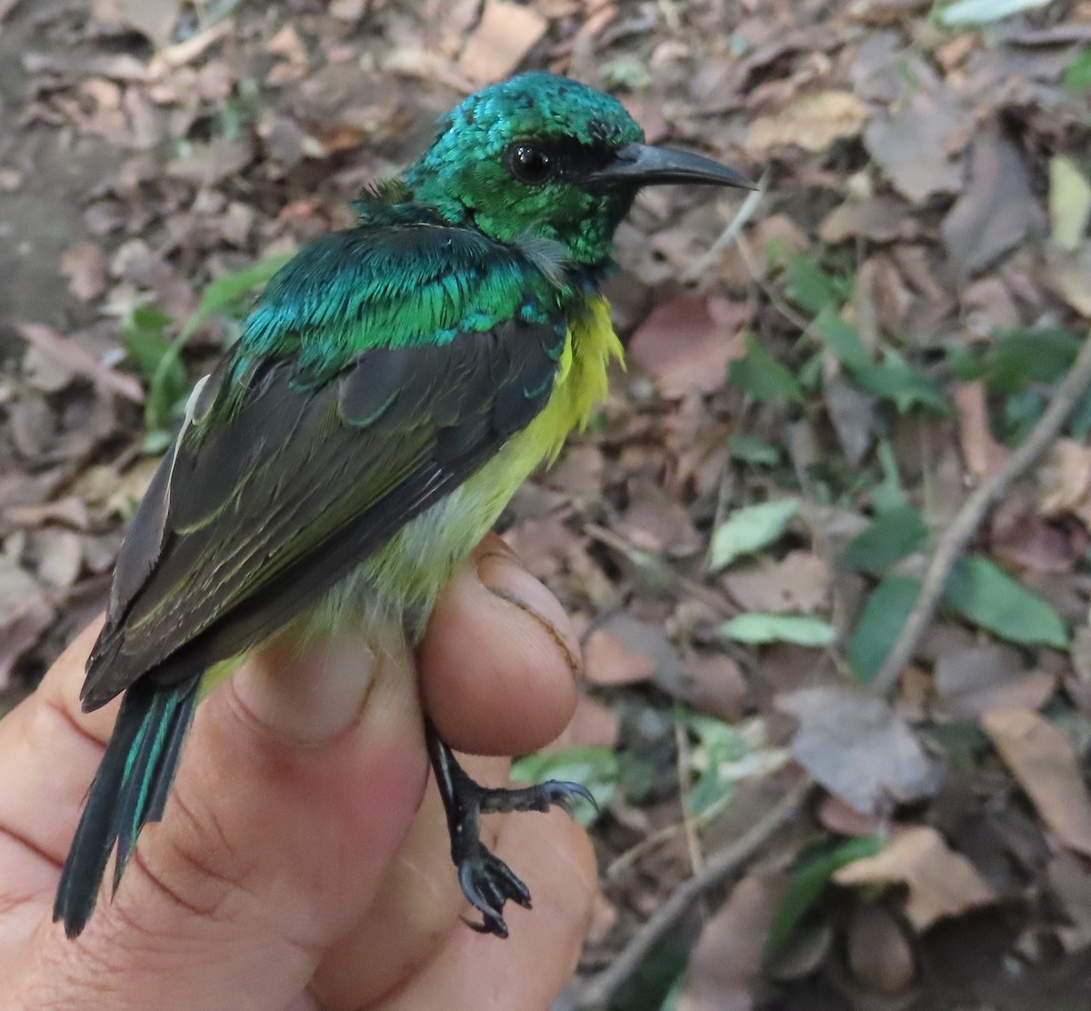 Collared Sunbird - ML634213129