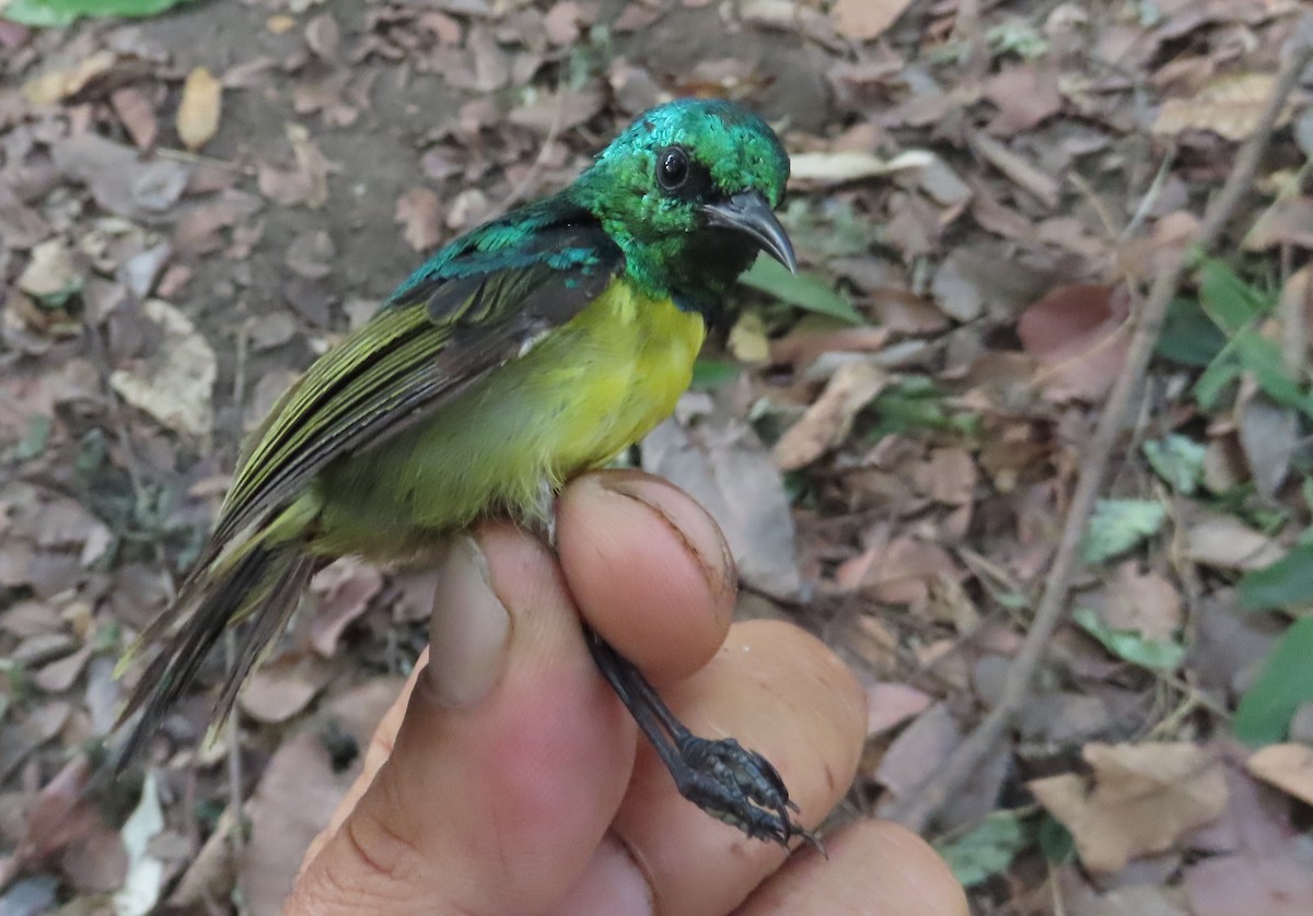 Collared Sunbird - ML634213134