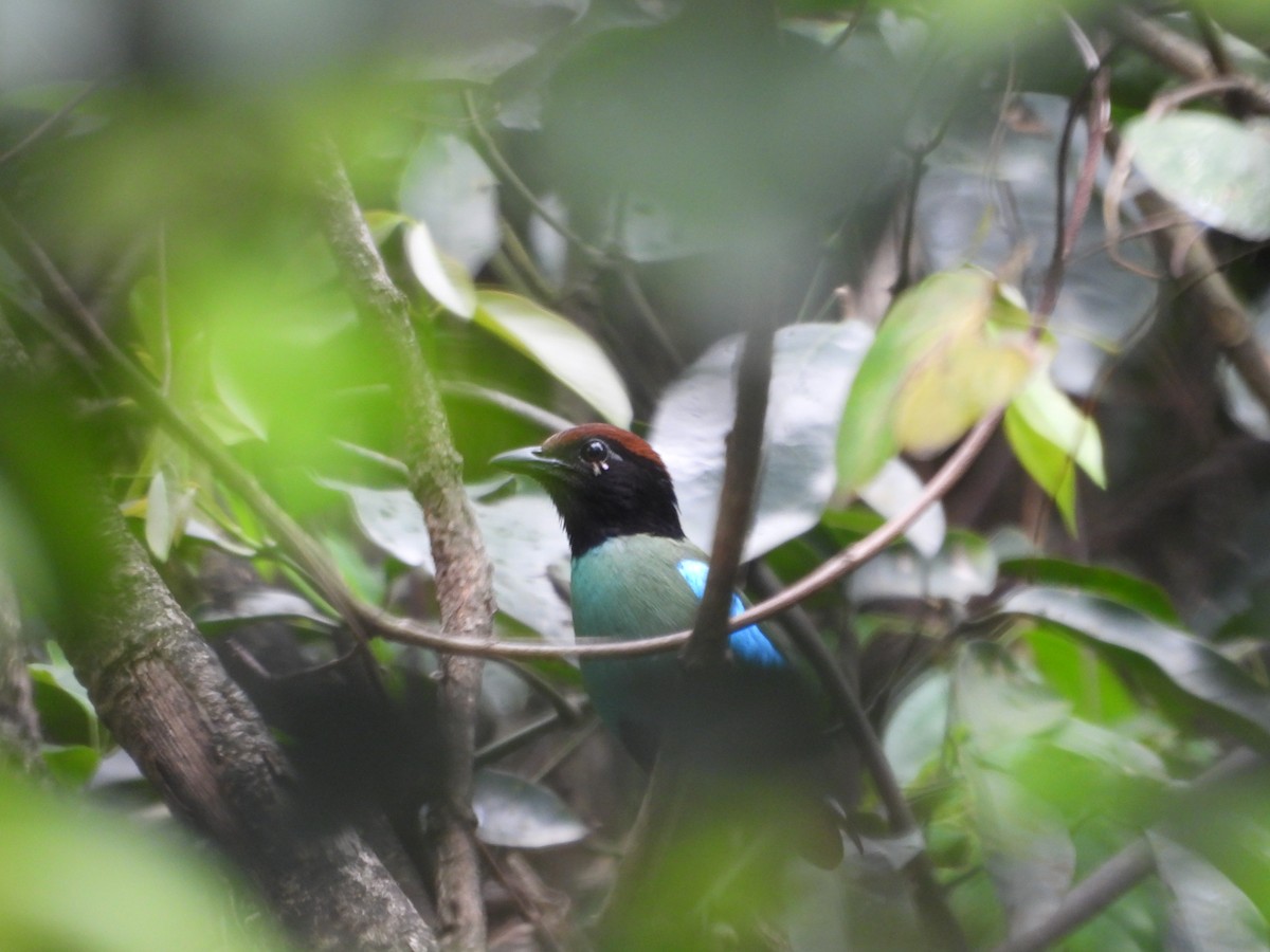 Western Hooded Pitta - ML634213151