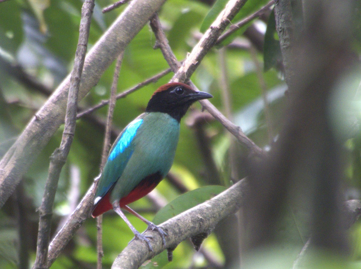 Western Hooded Pitta - ML634213157