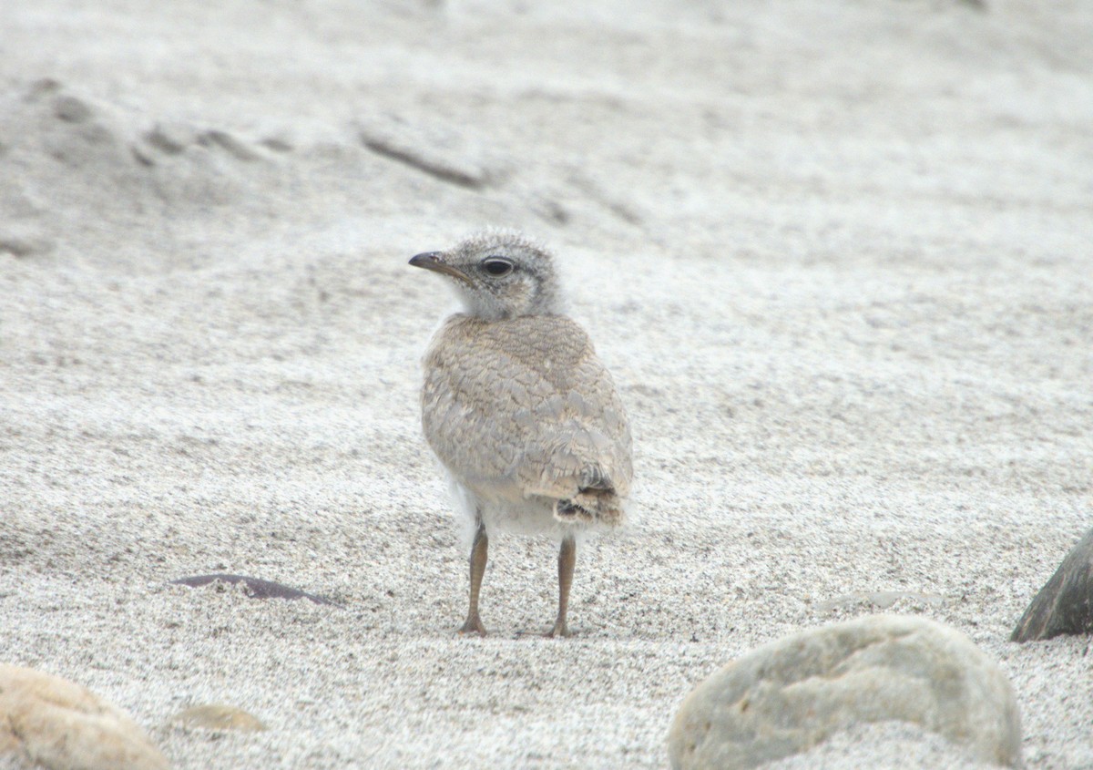 Small Pratincole - ML634213262