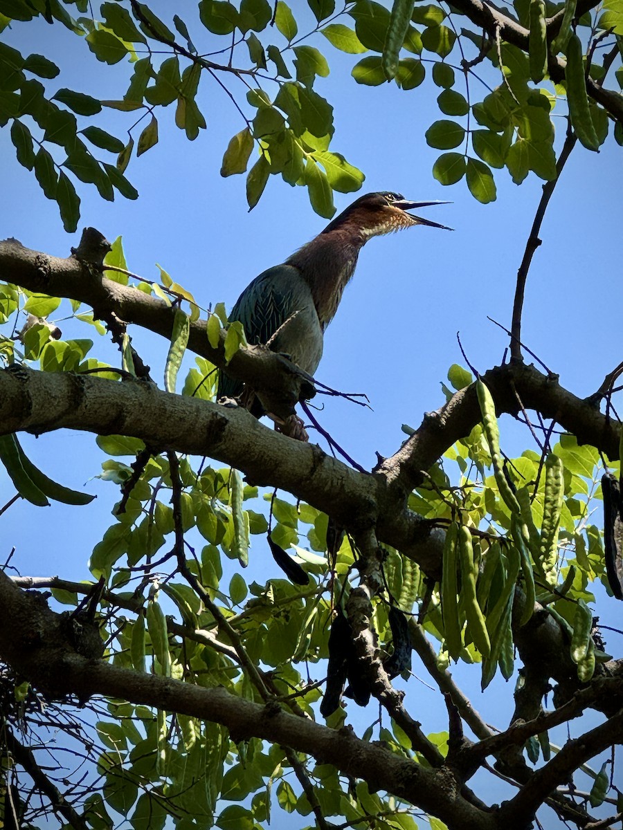 Green Heron - ML634213288