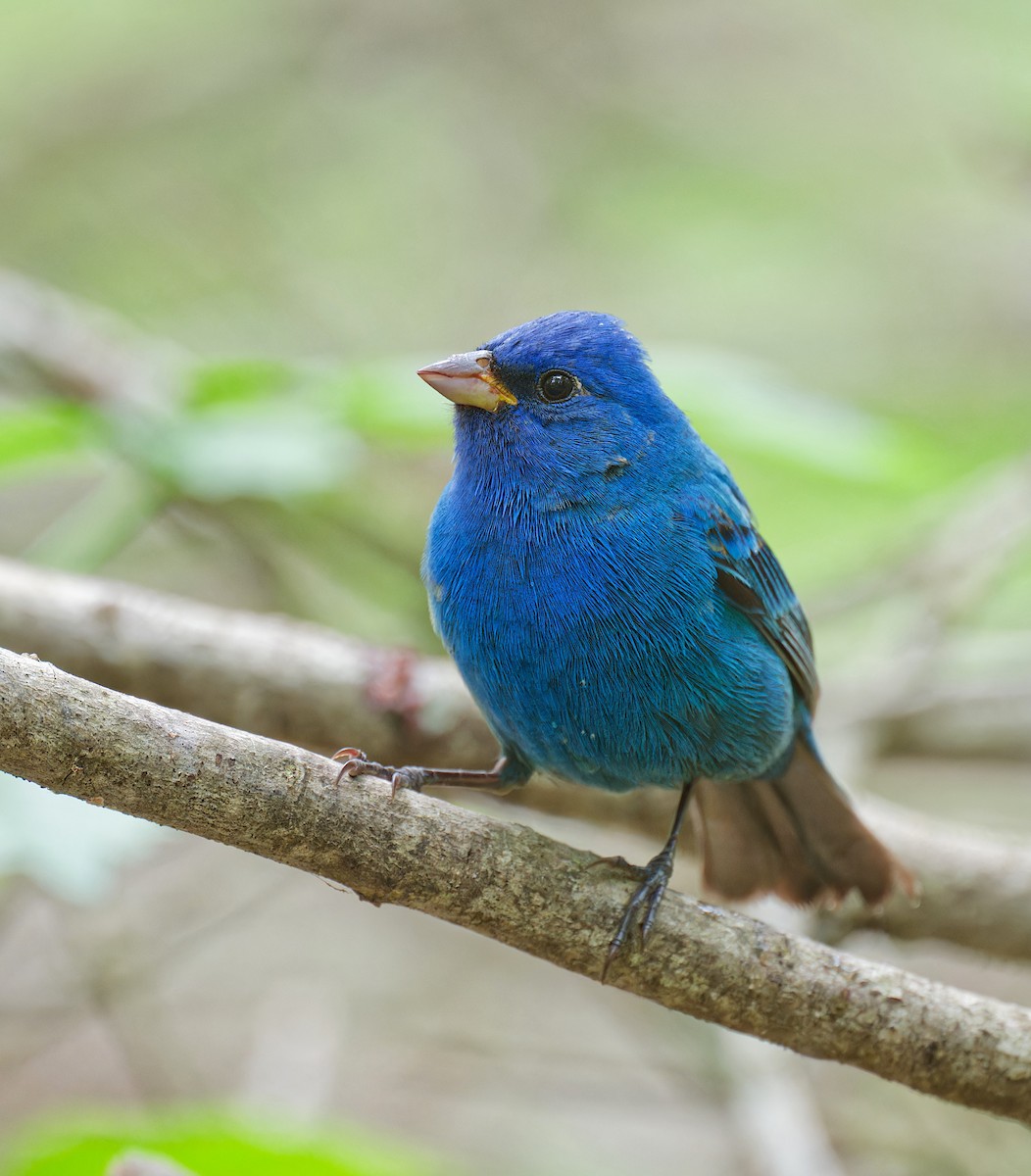 Indigo Bunting - ML634213413