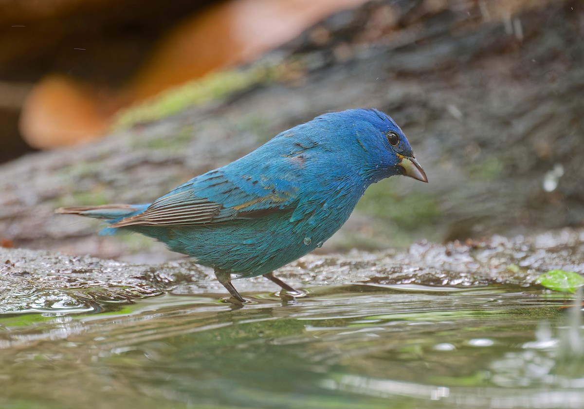 Indigo Bunting - ML634213415